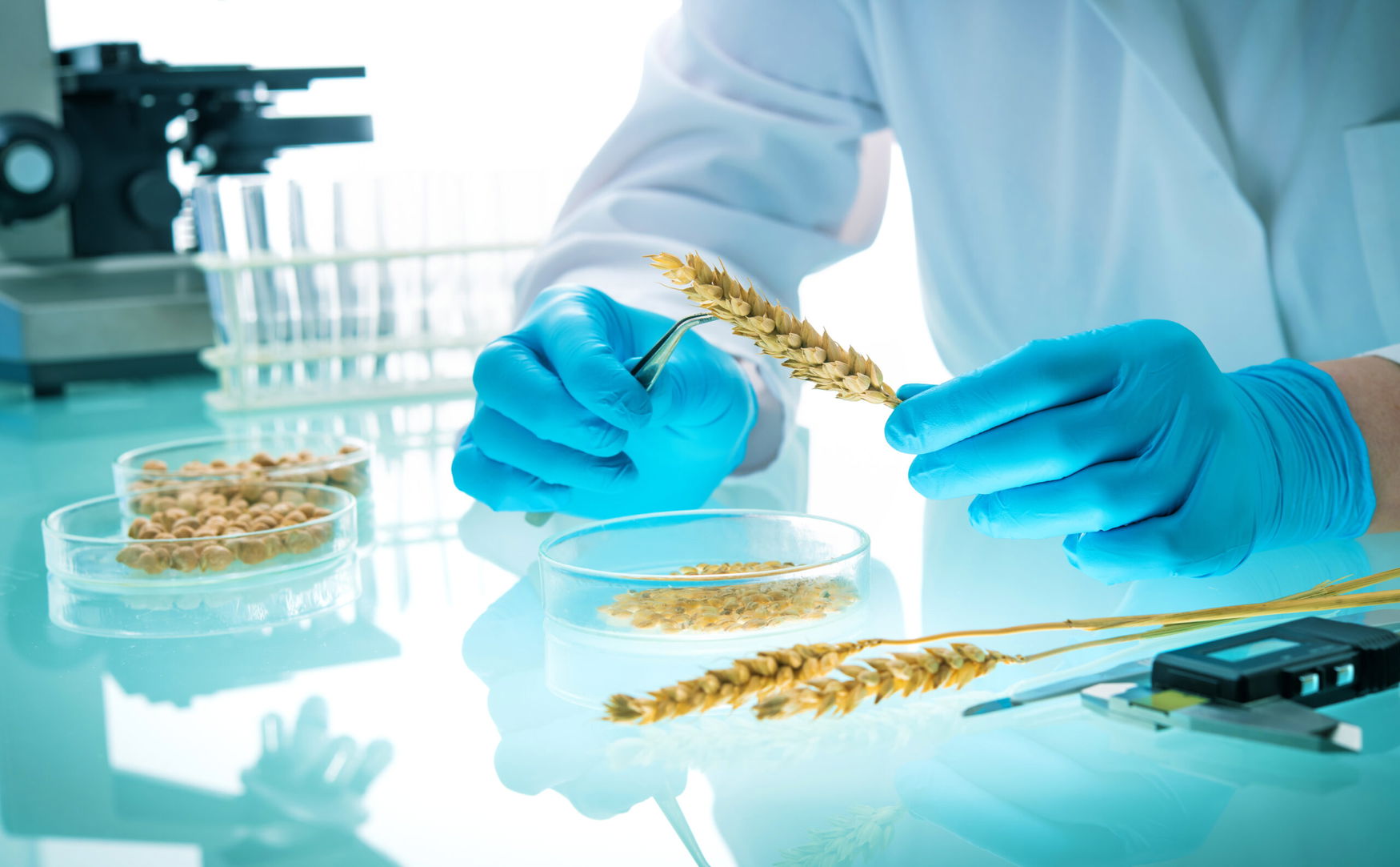 Argentina revamps GMO rules to speed biotech approvals amid rising global competition