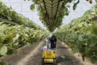 UK strawberry-harvesting robots receive national research award