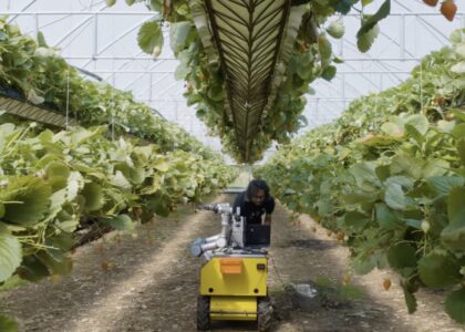 UK strawberry-harvesting robots receive national research award