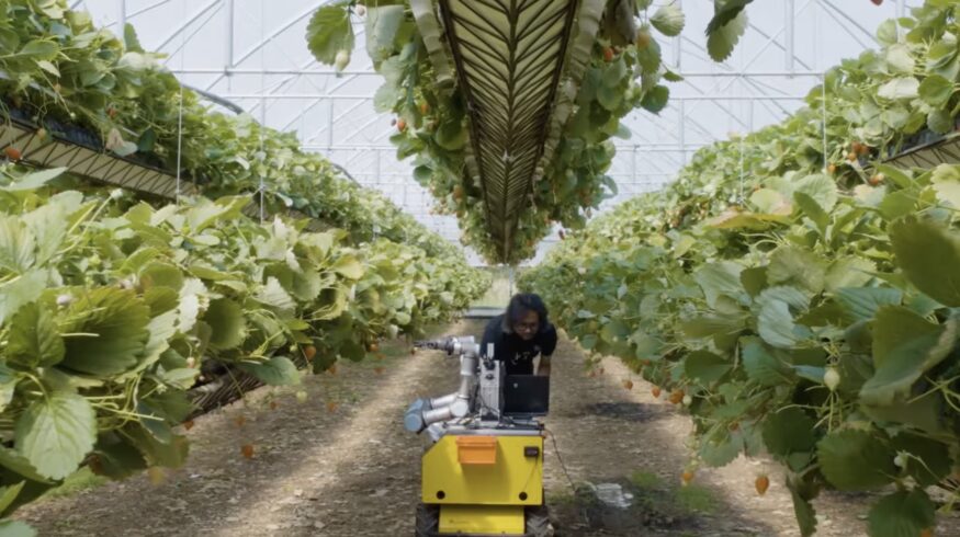 UK strawberry-harvesting robots receive national research award
