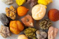 NuCicer and Stricks Ag plan 10,000-acre rollout of high-protein chickpeas