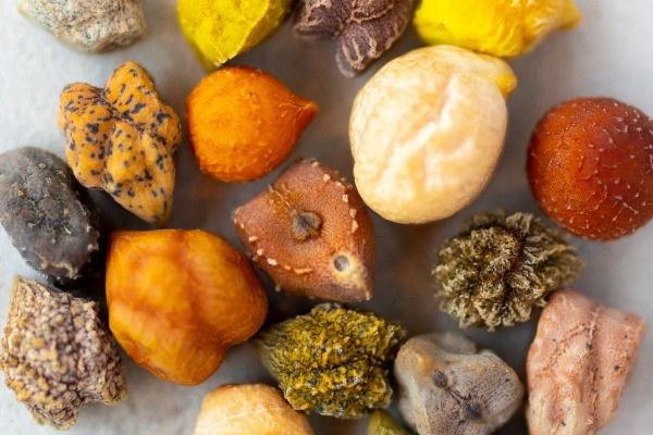 NuCicer and Stricks Ag plan 10,000-acre rollout of high-protein chickpeas