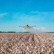 EU clears four genetically engineered crops for import, extending approvals for maize and cotton