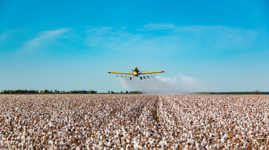 EU clears four genetically engineered crops for import, extending approvals for maize and cotton