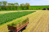 From emergence to harvest: Optimizing nutrient timing in forage crops