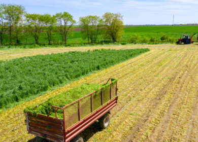 From emergence to harvest: Optimizing nutrient timing in forage crops