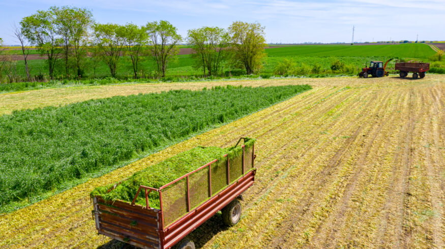 From emergence to harvest: Optimizing nutrient timing in forage crops