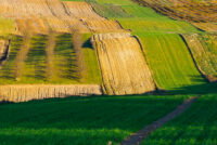 FMC wins EU approval for Isoflex herbicide to tackle resistance gap