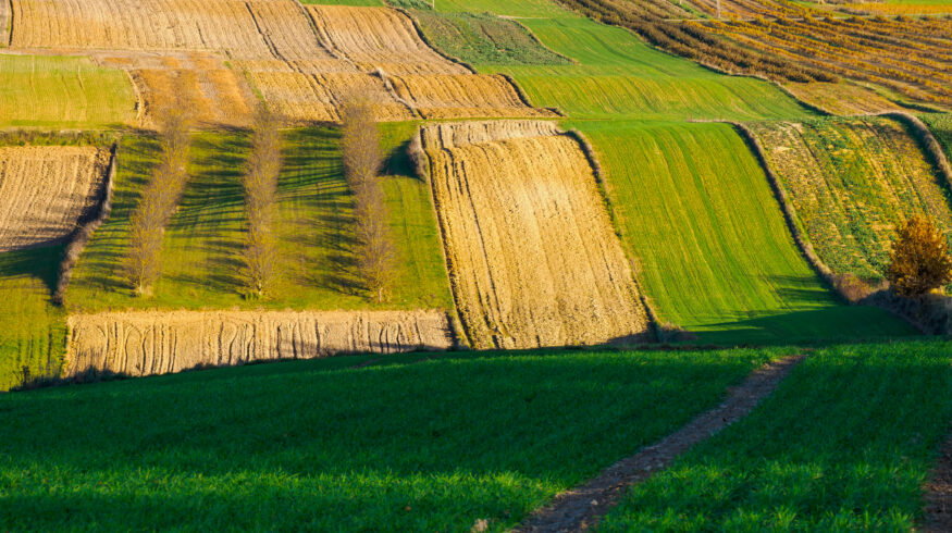 FMC wins EU approval for Isoflex herbicide to tackle resistance gap