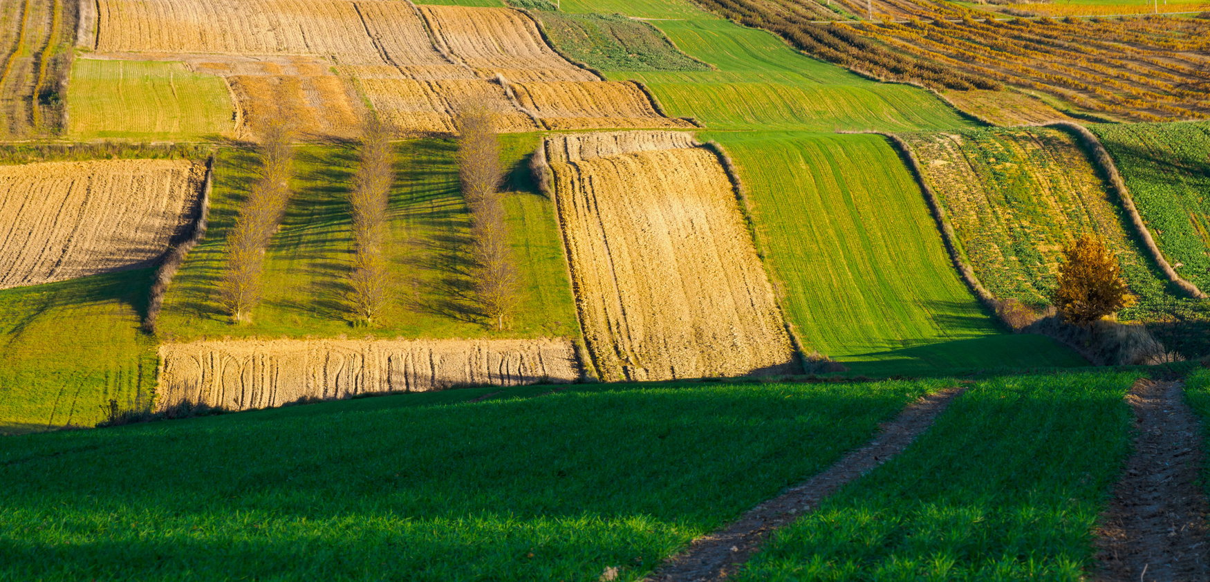 FMC wins EU approval for Isoflex herbicide to tackle resistance gap