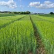UK clears first gene-edited barley under precision breeding law