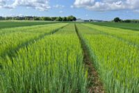 UK clears first gene-edited barley under precision breeding law