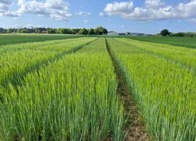 UK clears first gene-edited barley under precision breeding law