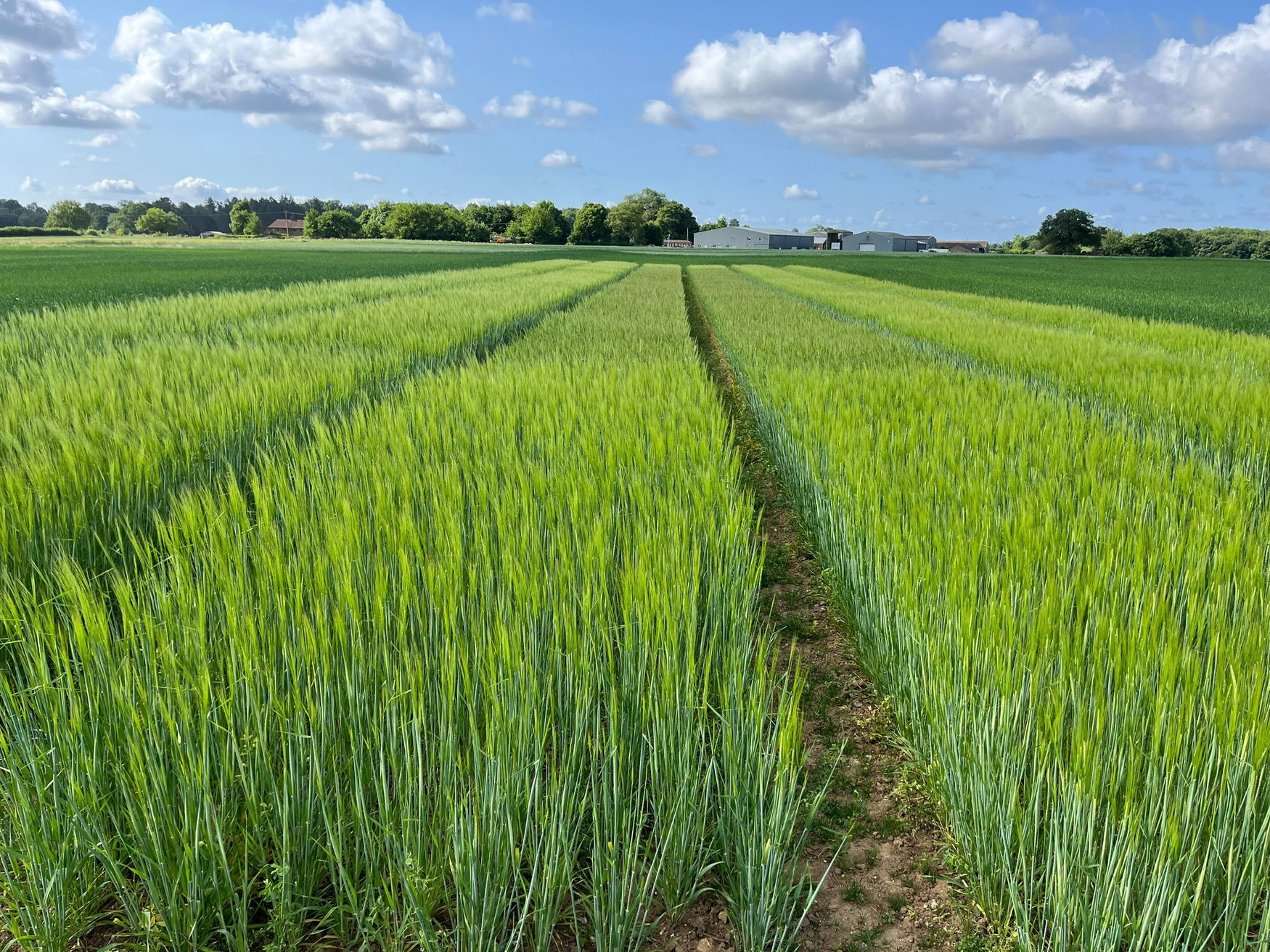 UK clears first gene-edited barley under precision breeding law