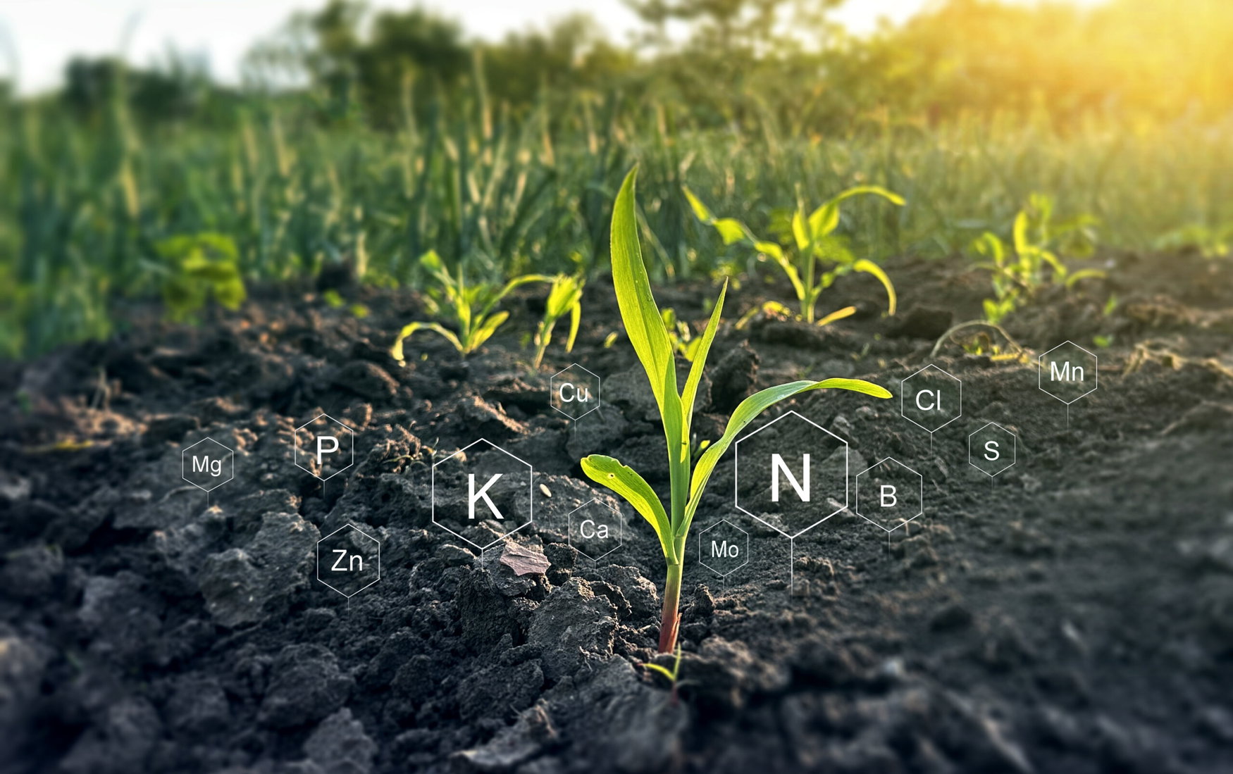 Biologic education in plant development. Role of mineral nutrients in plant life for development and growth.Factors necessary for the process of plant growth and development.Plant life cycle