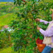 Acron and Coocentral expand farmer training to boost coffee yields in Colombia