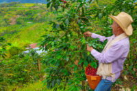 Acron and Coocentral expand farmer training to boost coffee yields in Colombia