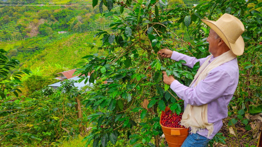 Acron and Coocentral expand farmer training to boost coffee yields in Colombia