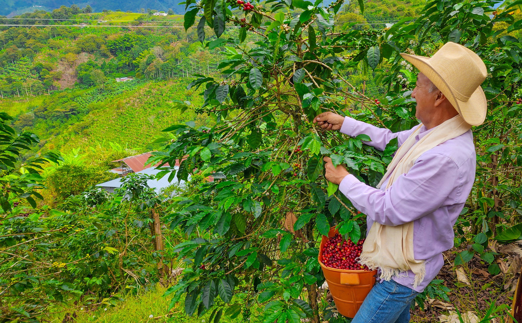 Acron and Coocentral expand farmer training to boost coffee yields in Colombia