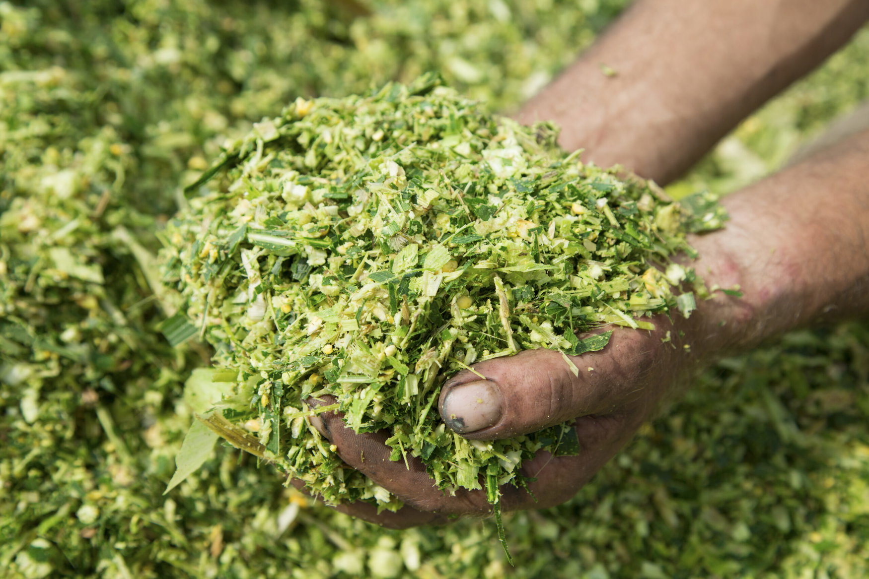 Farmer's hands holding corn maize silage