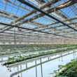 Korean smart farm project boosts hydroponic strawberry production in Uzbekistan