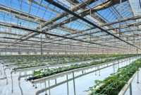 Korean smart farm project boosts hydroponic strawberry production in Uzbekistan