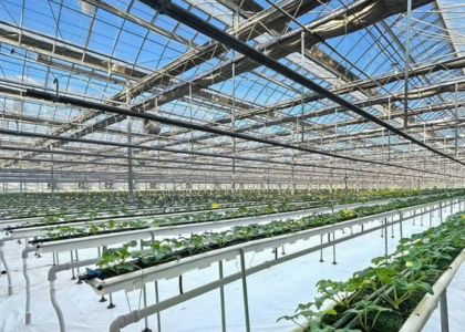 Korean smart farm project boosts hydroponic strawberry production in Uzbekistan