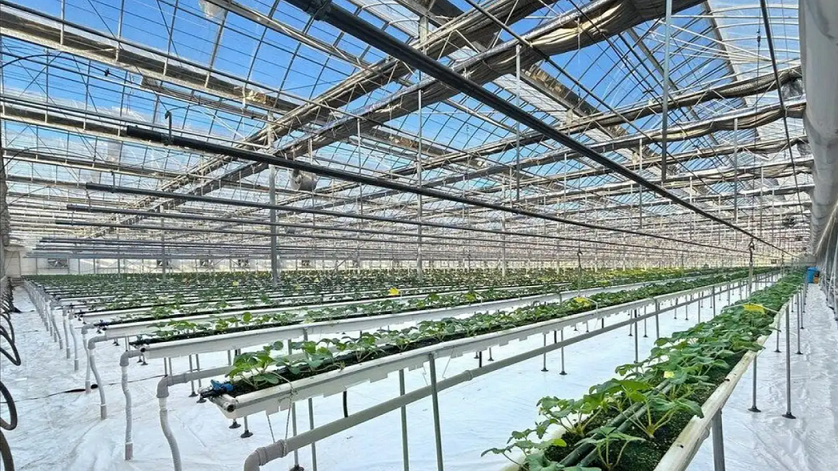 Korean smart farm project boosts hydroponic strawberry production in Uzbekistan