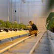 Dutch greenhouse pilot tests viability of fully biological pest control