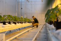 Dutch greenhouse pilot tests viability of fully biological pest control