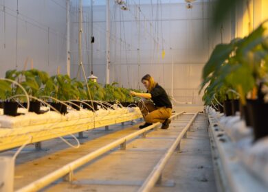 Dutch greenhouse pilot tests viability of fully biological pest control