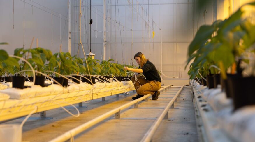 Dutch greenhouse pilot tests viability of fully biological pest control