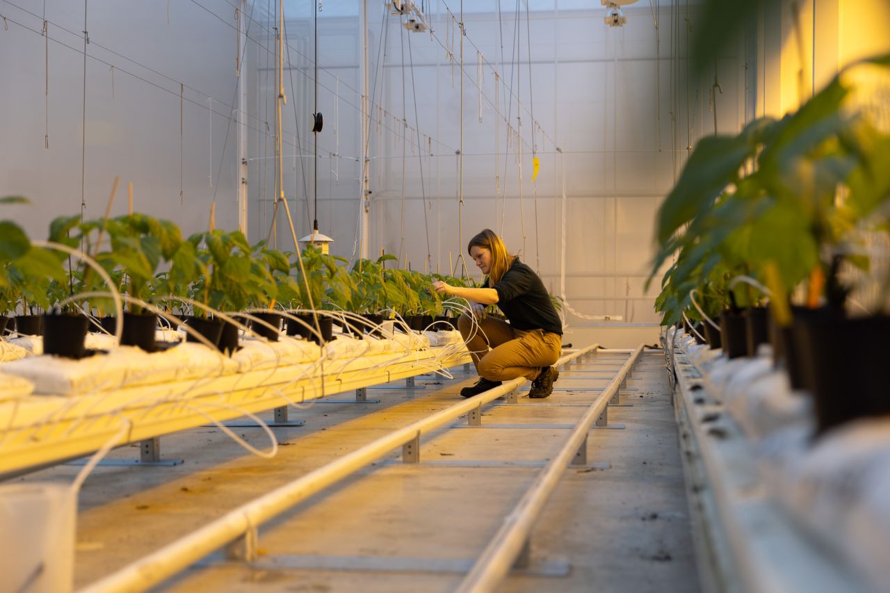 Dutch greenhouse pilot tests viability of fully biological pest control
