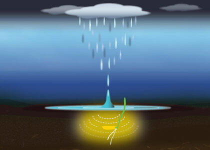 MIT study: rice seeds germinate faster when exposed to rainfall sounds