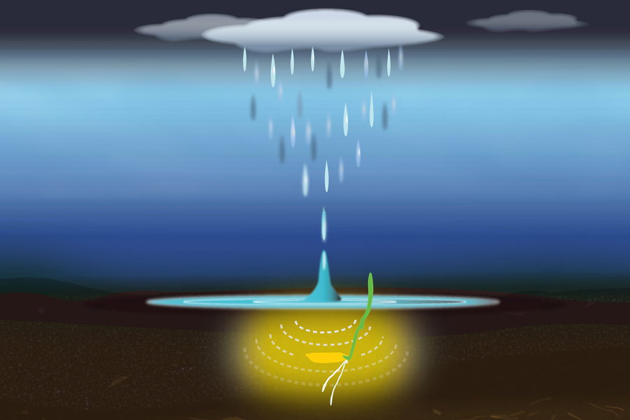 MIT study: rice seeds germinate faster when exposed to rainfall sounds