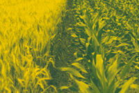 MustGrow to shut Canadian unit, shift focus to U.S. biofertility market