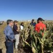 Danforth study points to cost savings and resilience gains in sorghum production