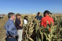 Danforth study points to cost savings and resilience gains in sorghum production