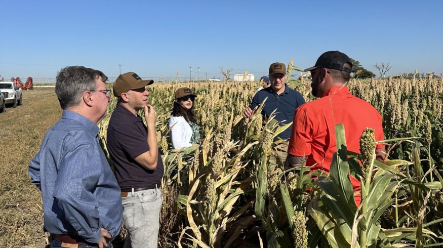 Danforth study points to cost savings and resilience gains in sorghum production