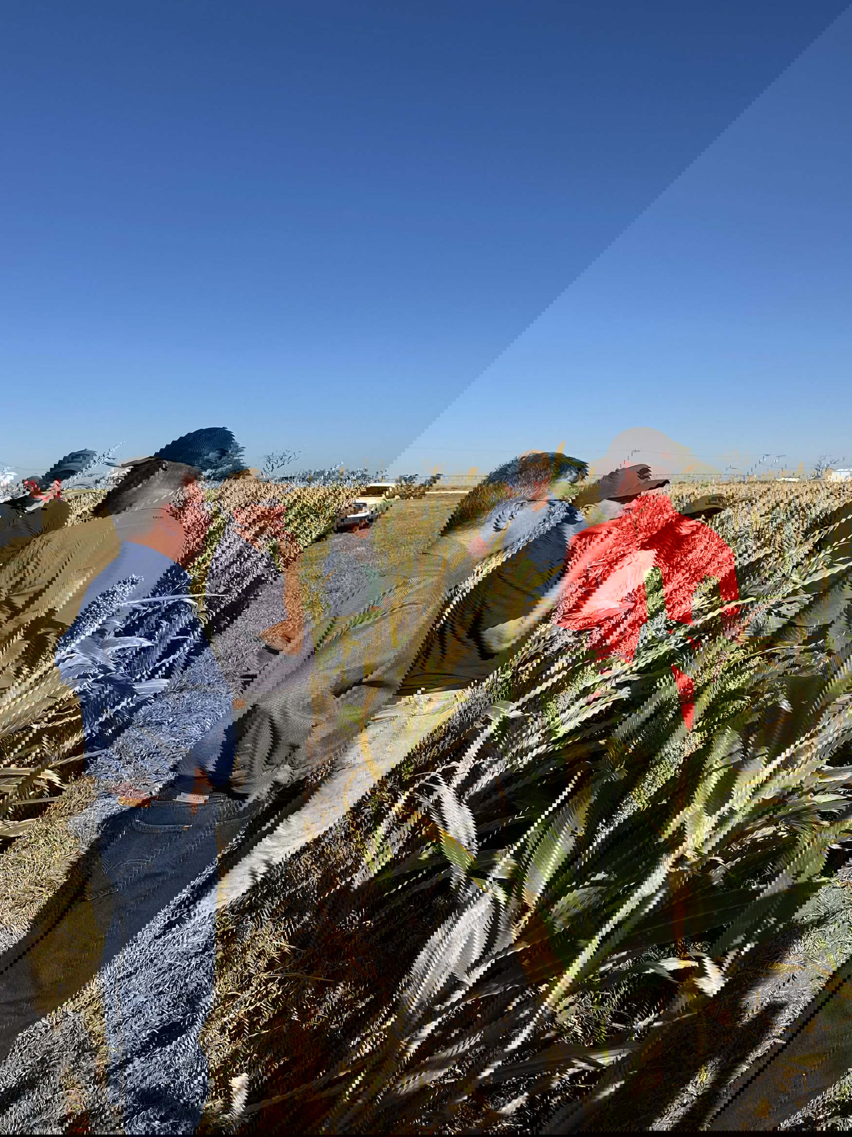 Danforth study points to cost savings and resilience gains in sorghum production