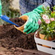 How to grow healthier plants by improving soil and watering habits
