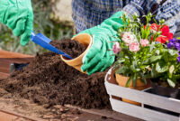 How to grow healthier plants by improving soil and watering habits