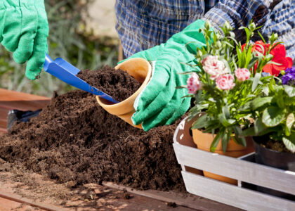 How to grow healthier plants by improving soil and watering habits