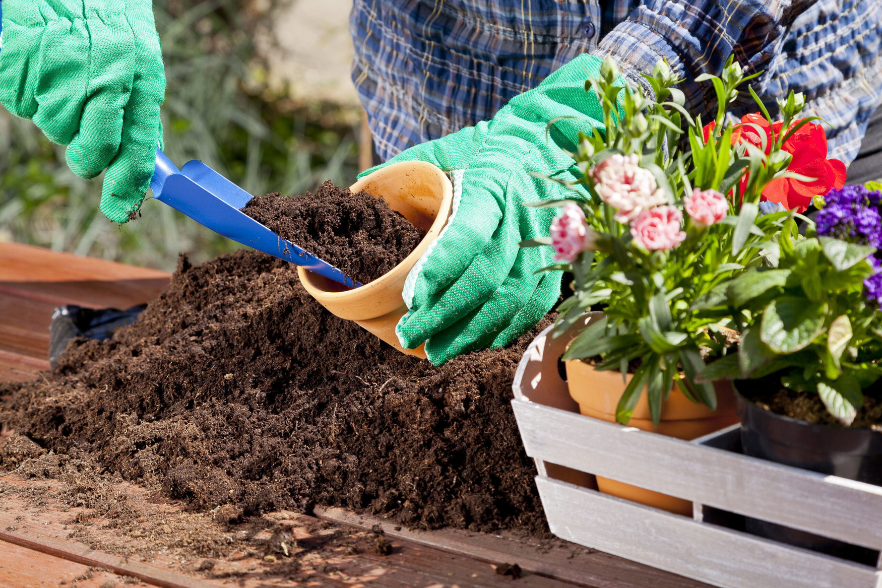 How to grow healthier plants by improving soil and watering habits