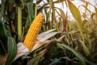 Turkey opens corn import quota to curb rising feed costs