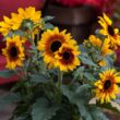 Syngenta Flowers promotes Sunfinity sunflowers as extended-bloom garden solution