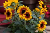 Syngenta Flowers promotes Sunfinity sunflowers as extended-bloom garden solution