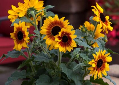 Syngenta Flowers promotes Sunfinity sunflowers as extended-bloom garden solution