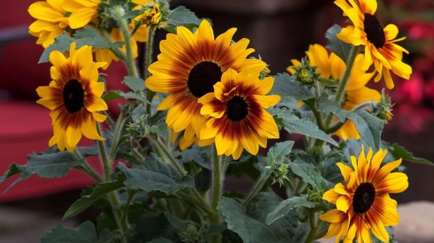 Syngenta Flowers promotes Sunfinity sunflowers as extended-bloom garden solution