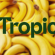 Tropic wins regulatory clearance for gene-edited banana in Japan and Brazil